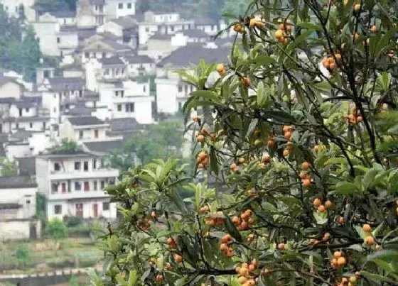 种植位置|枇杷树可以种在院子里吗