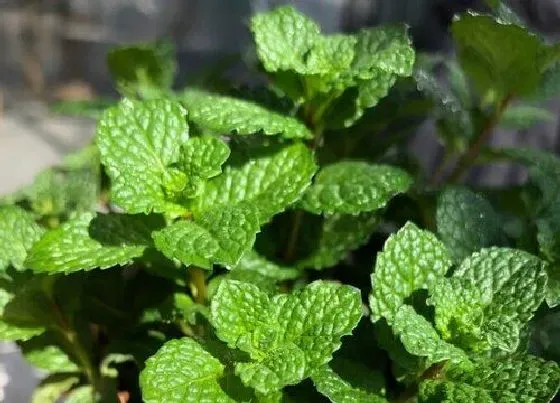 叶子干枯|薄荷叶子干枯原因及补救处理方法