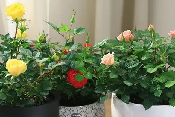 室内摆放|月季花适合在室内养吗