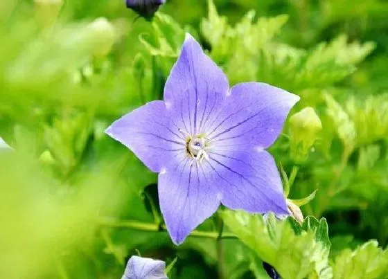 花语|什么花的花语是绝望的爱