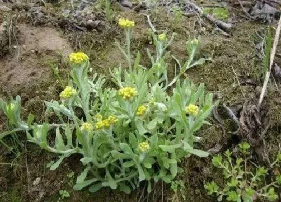 植物百科|佛耳草又叫什么名字