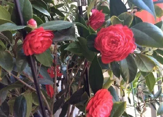 冬天植物|茶花耐寒最低温度（四季茶花冬天怎么养能过冬）