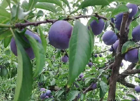 植物排行|李子什么品种最好