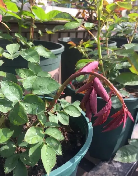 养殖科普|移栽月季花苞垂头挽救方法（买来的月季花苞垂头怎么办）