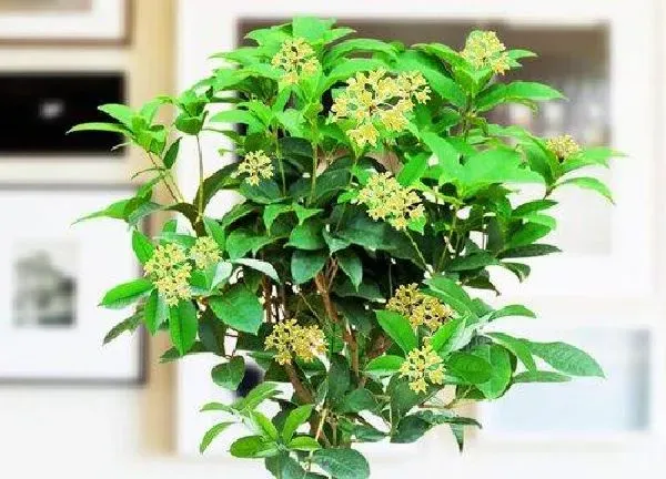 植物浇水|桂花几天浇一次水比较好