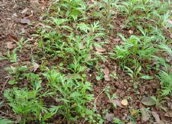 植物百科|芦蒿生长在什么地方