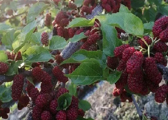 植物百科|桑树一年能长多高