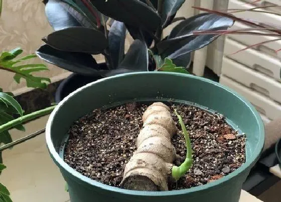 植物育苗|龟背竹老桩催芽方法 催芽技术与步骤