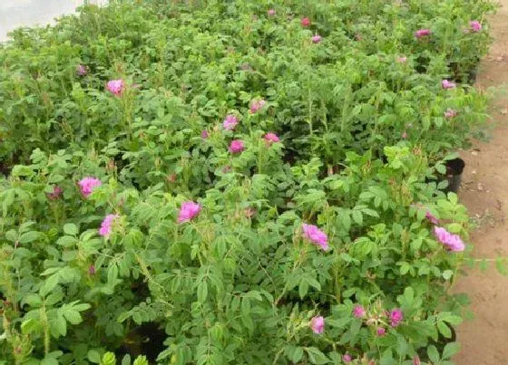 种植方法|食用玫瑰花种植时间和方法