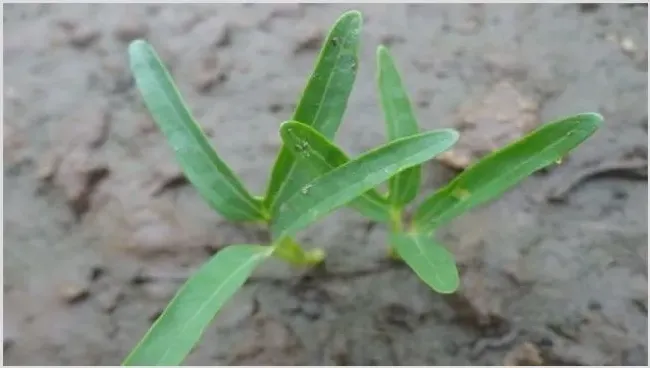 空心菜育苗技术要点 | 种植技术