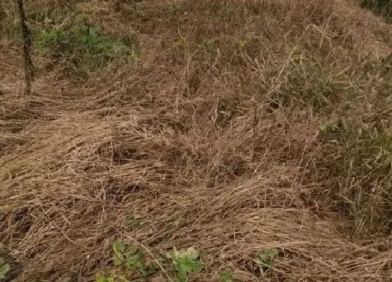 种植管理|三年寸草不生的除草剂叫什么名字 灭生性的除草剂种类