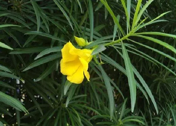 植物排行|不落叶植物有哪些