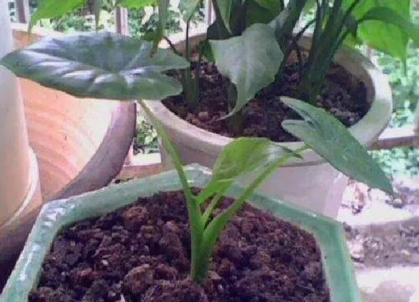 植物扦插|滴水观音可以扦插吗
