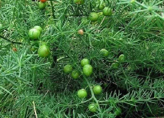 冬天植物|天门冬耐寒吗（天门冬花卉冬季养殖方法）