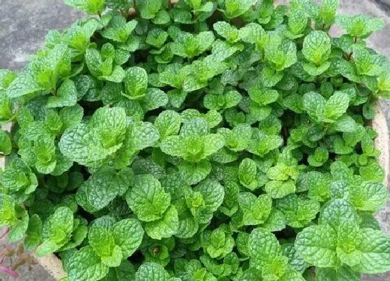 叶子干枯|薄荷叶子干枯原因及补救处理方法