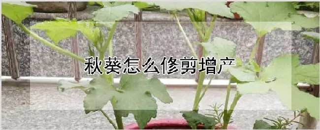秋葵怎么修剪增产 | 农业科普