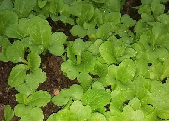 种植方法|奶油小白菜的种植方法和时间 奶油白菜的种植方法步骤