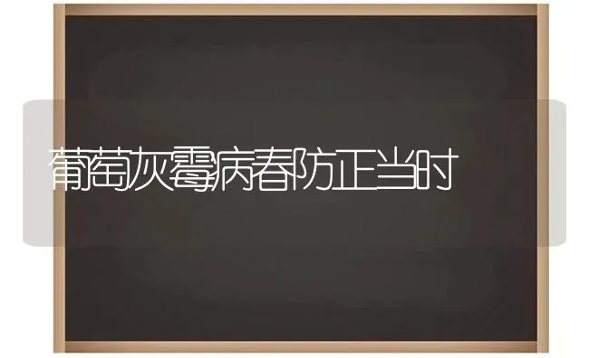 葡萄灰霉病春防正当时 | 瓜果种植