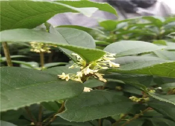 开花时间|桂花什么时候长花苞