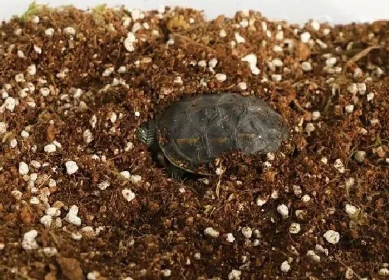 种植土壤|椰土可以直接种花吗