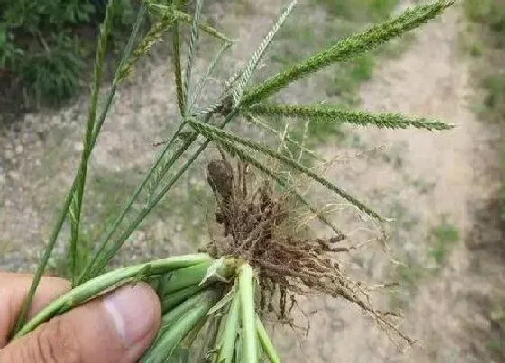 根部|蟋蟀草的根是什么样子的