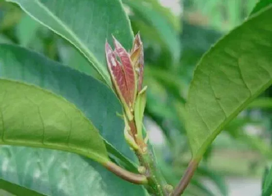 植物百科|富丁是什么植物