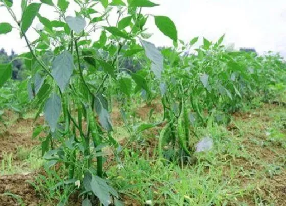 种植管理|线椒种植间距是多少