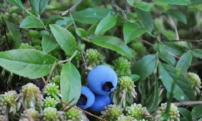 果实科普|推荐顶级蓝莓品种介绍（目前最好的蓝莓品种排名）