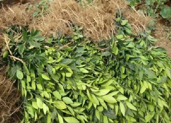 植物扦插|桔子树插枝能活吗