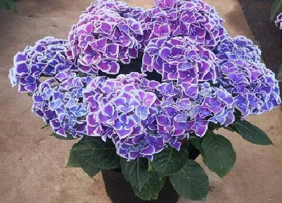 植物修剪|八仙花怎么修剪 修剪方法与注意事项