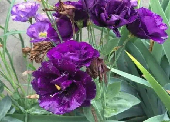 花语|不同颜色洋桔梗花语