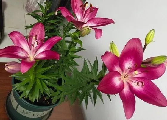 种植方法|食用百合的种植方法和时间 食用百合适合什么季节种