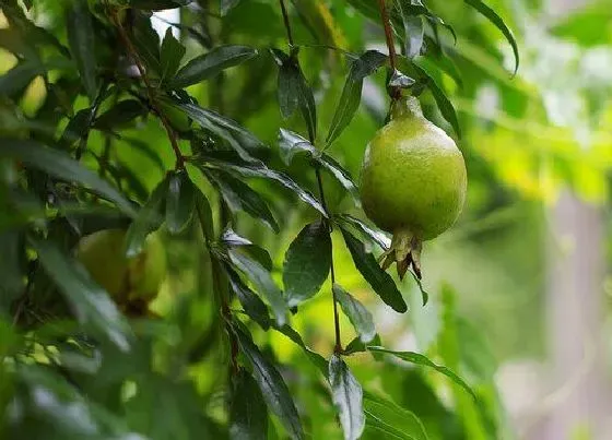植物排行|番石榴哪个品种好