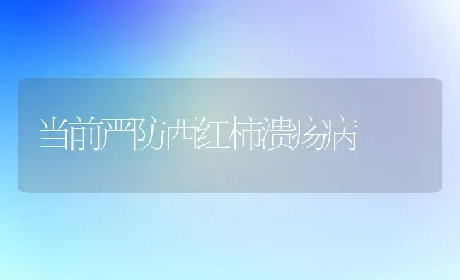 当前严防西红柿溃疡病 | 蔬菜种植