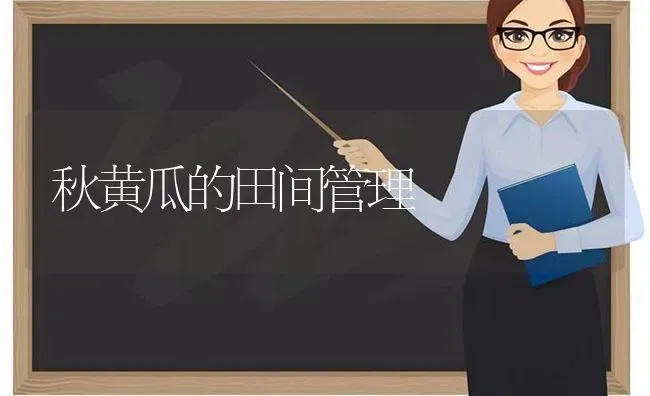 秋黄瓜的田间管理 | 蔬菜种植