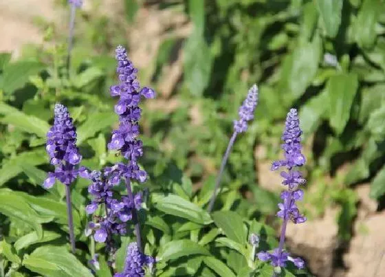 植物百科|鼠尾草是什么花序类型 属于圆锥花序