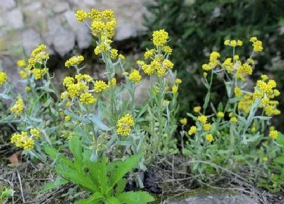 植物百科|佛耳草又叫什么名字