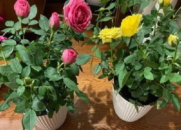 养殖科普|月季花能晒太阳吗