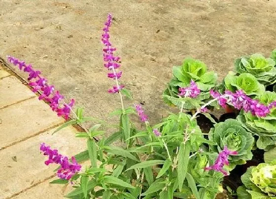 鲜花|鼠尾草怎么醒花 鲜切鼠尾草的醒花方法