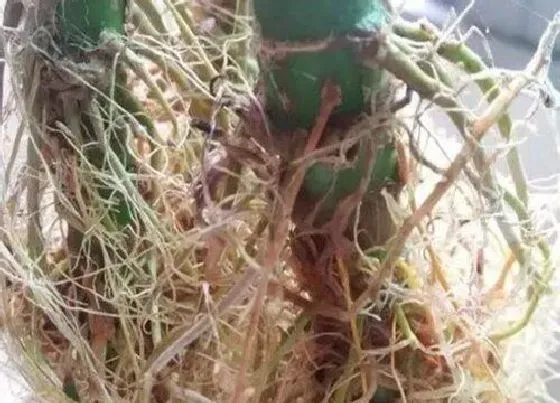 烂根|转运竹烂根怎么办