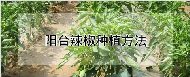 阳台辣椒种植方法 | 种植技术