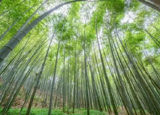 风水百科|坟上长竹子好不好意味着什么（坟墓上长竹子有什么影响）