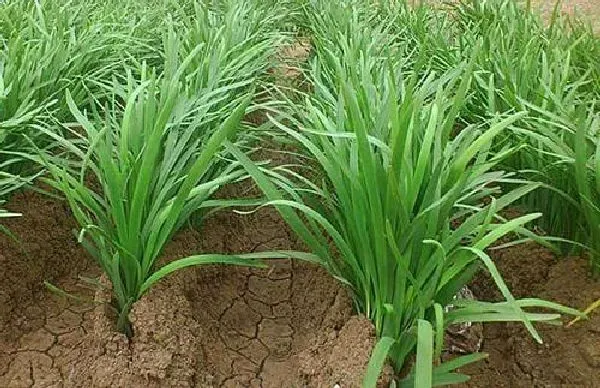 植物浇水|韭菜浇水时间和正确方法