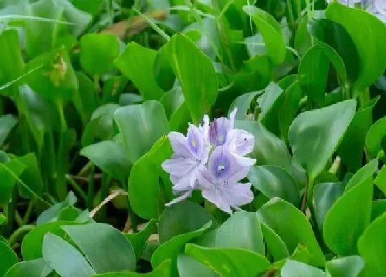 生长环境|水葫芦的生长环境及生长地方条件