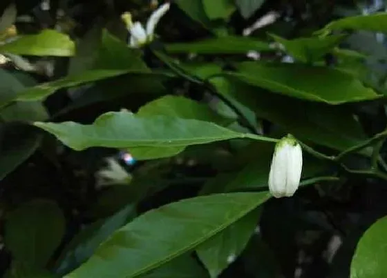 植物繁殖|桔子树是自花授粉吗