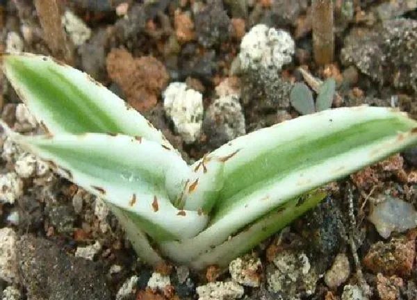 植物生根|龙舌兰怎么修根