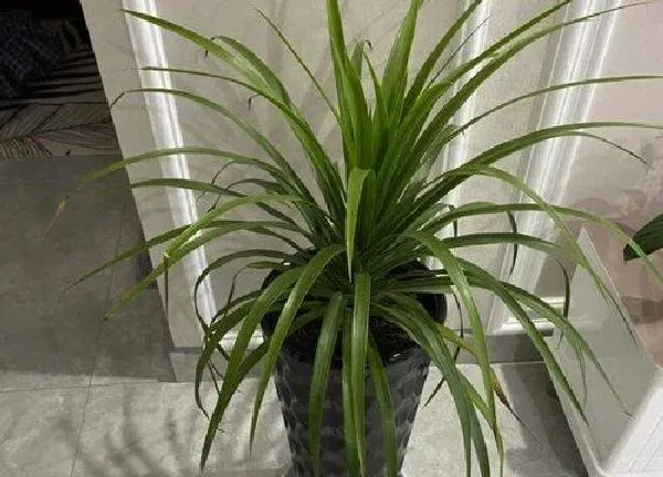 植物移栽|龙血树什么时候换盆最好 换盆时间和注意事项