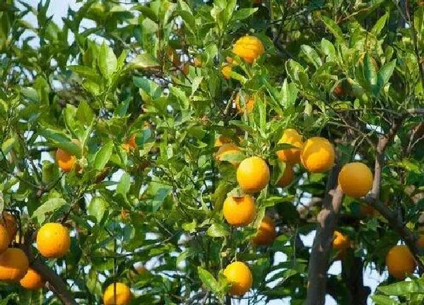 植物扦插|桔子树插枝能活吗