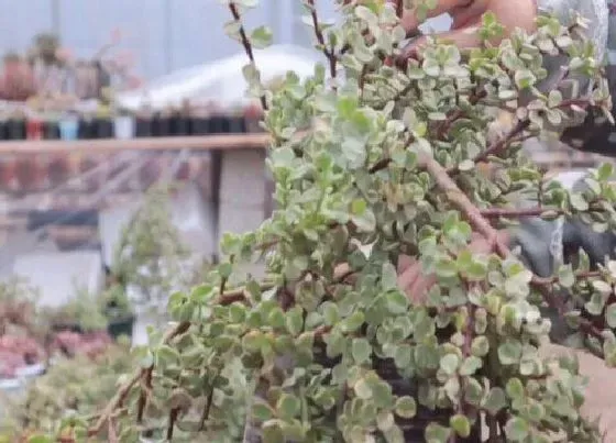 植物修剪|雅乐之舞怎么修剪方法