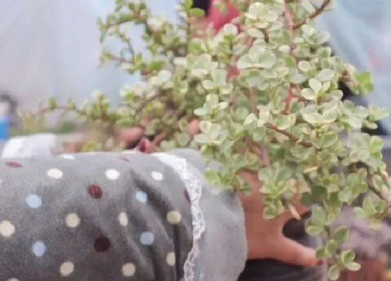 植物修剪|雅乐之舞怎么修剪方法